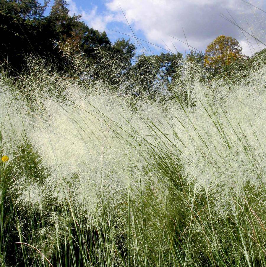 White Cloud Muhly Grass in 6" Pot – Muhlenbergia capillaris with White Plumes, Drought Tolerant Ornamental Grass for Borders & Gardens