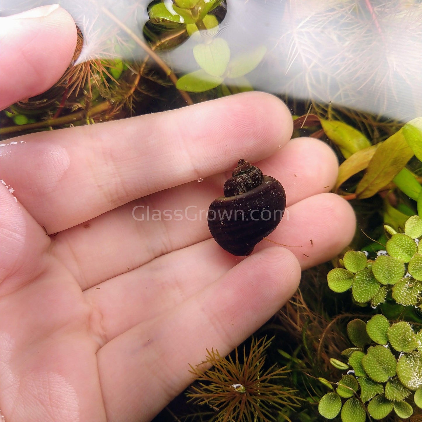 Dark Purple Mystery Snail