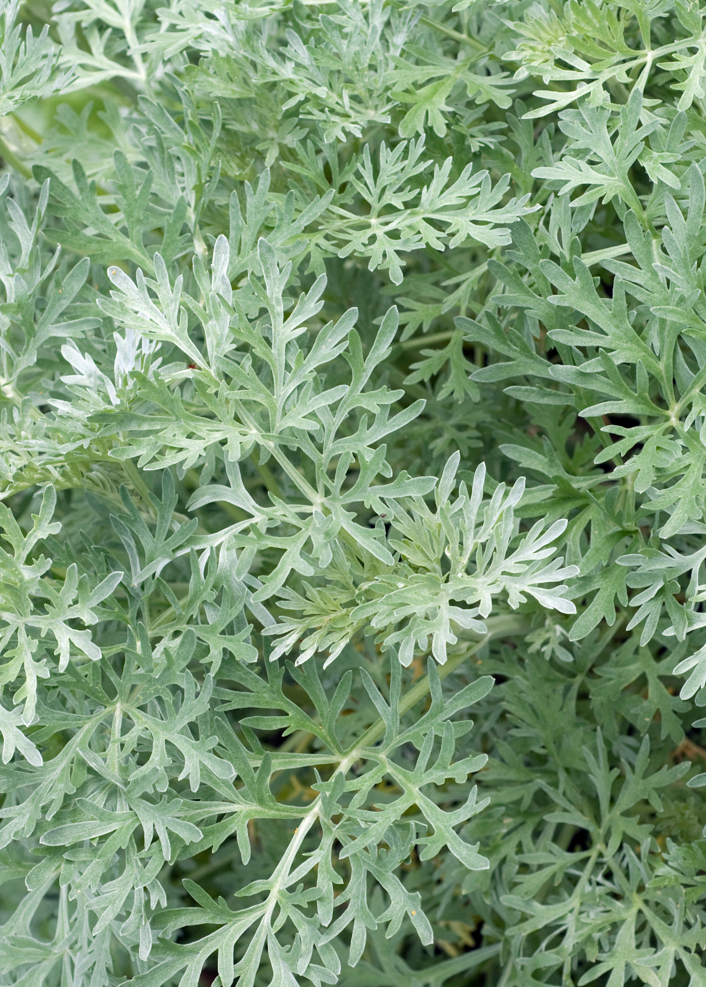 Davana Herb Plant - Fragrant Artemisia pallens for Perfume & Aromatherapy, Small Indoor or Outdoor Garden Plant