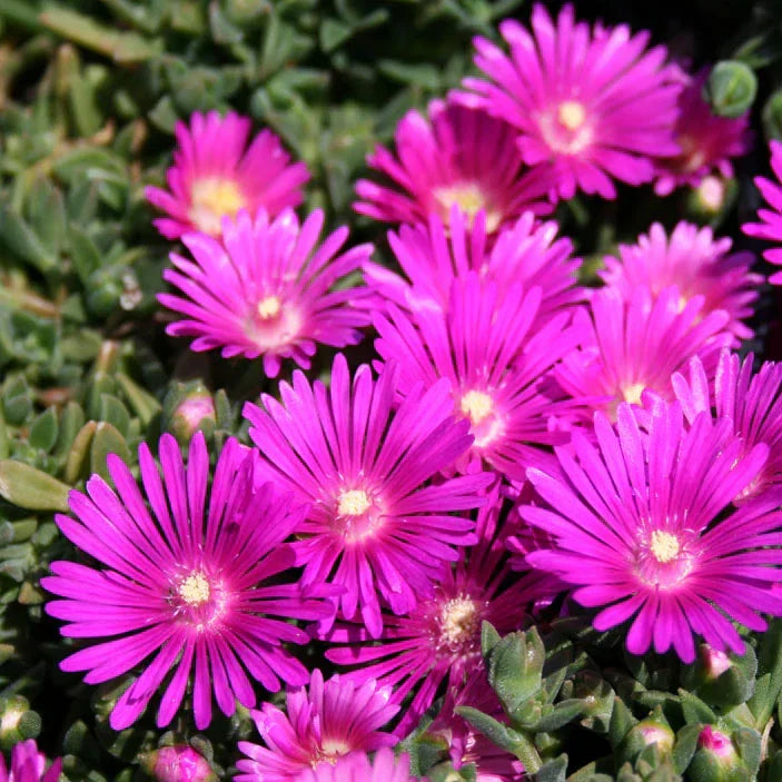 Magenta Ice Plant Cuttings, Delosperma cooperi, Drought-Tolerant Succulent, Ground Cover, Trailing Plant, Hardy in Zone 5