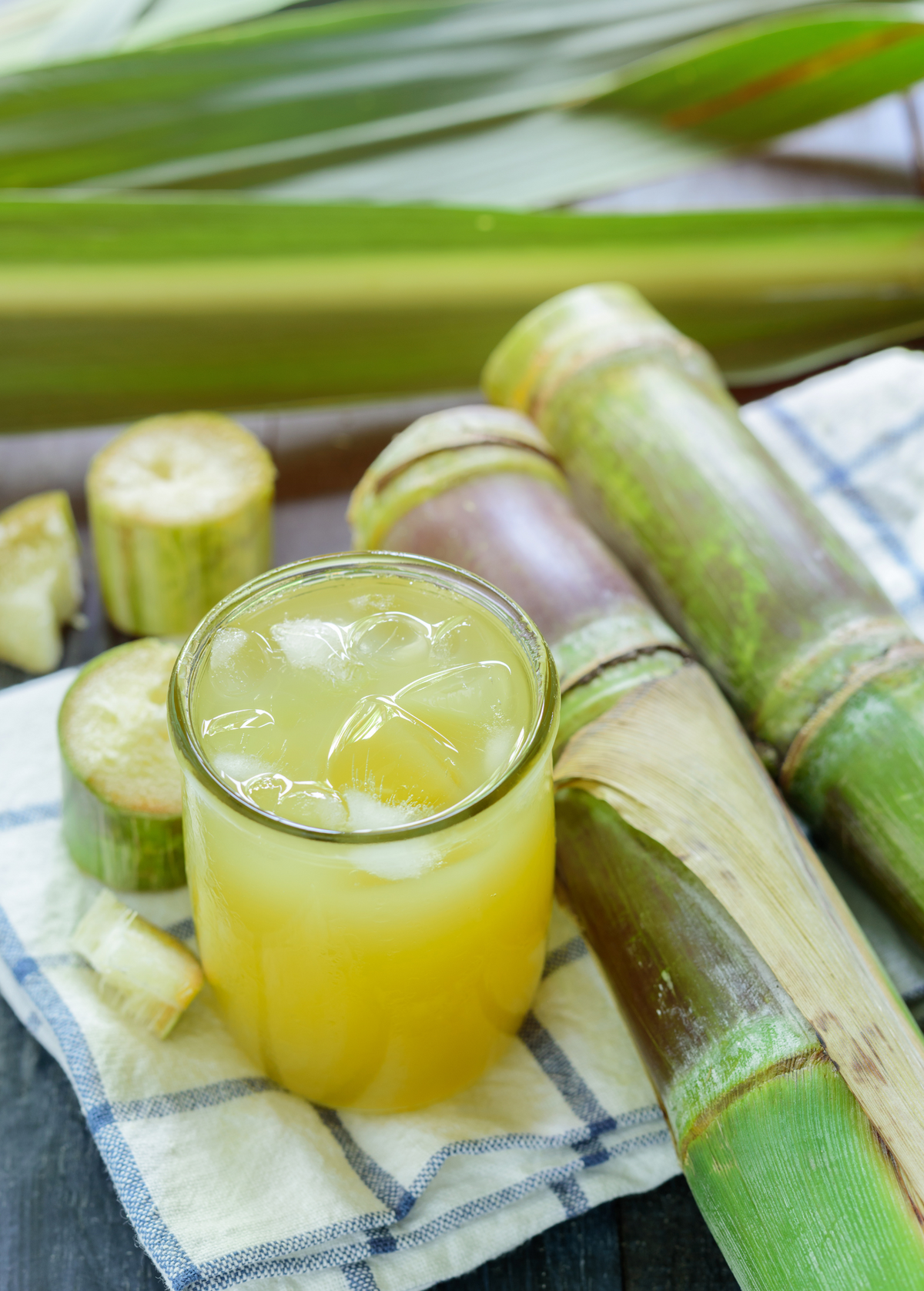Sugar Cane Don Cinco - Juicy Green Cane for Chewing & Juicing, Heirloom Variety, Central Florida Cultivar
