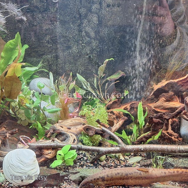 Done For You Plant Package, 12 Full Size (No Co2 Required)