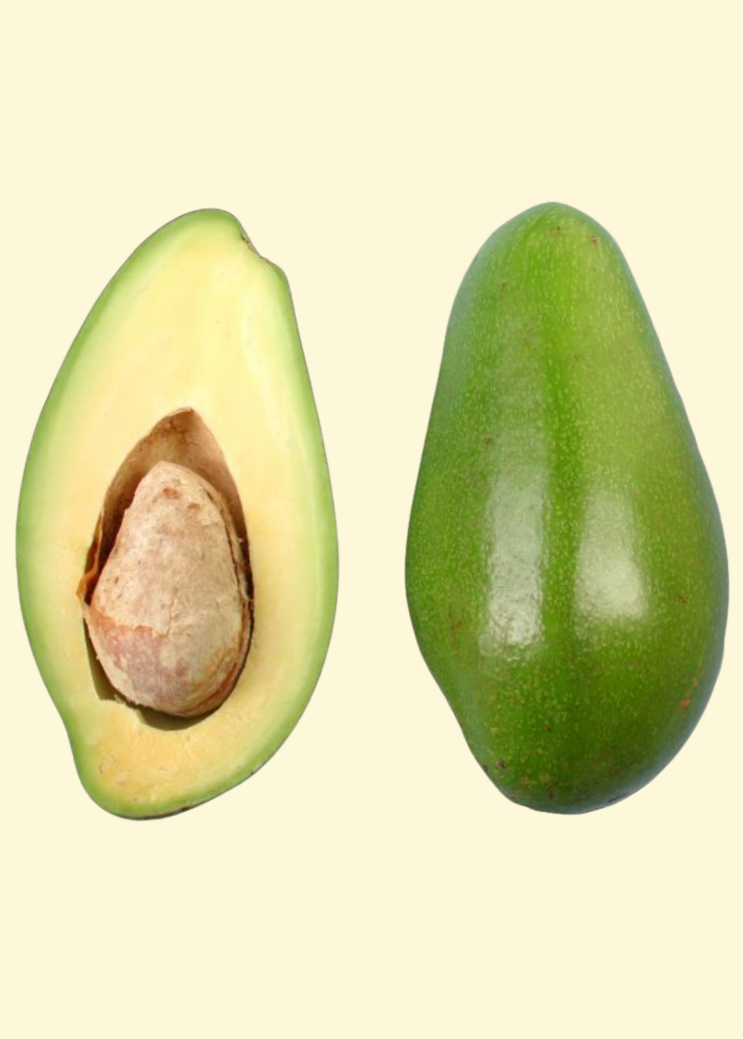 Avocado Donnie Early-Season Florida Variety, Pear-Shaped, Mild Flavor, Creamy Flesh, Persa americana