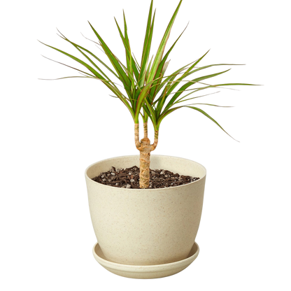 Dracaena 'Marginata Cane'