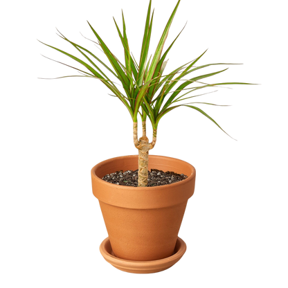 Dracaena 'Marginata Cane'