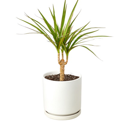 Dracaena 'Marginata Cane'