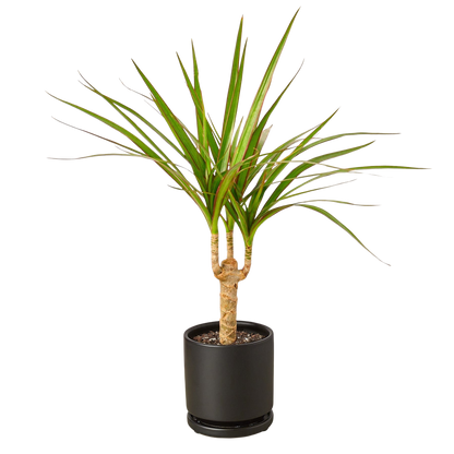 Dracaena 'Marginata Cane'