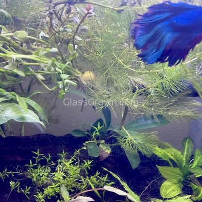 Driftwood Anubias