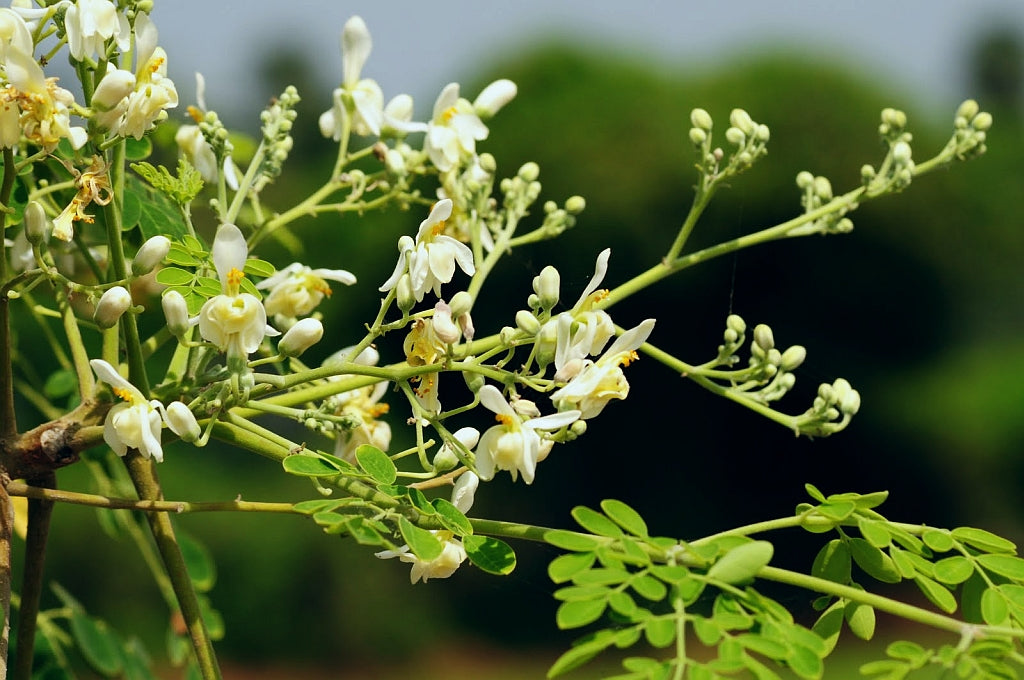 Moringa Oleifera Cuttings 4 Pack – Unrooted Drumstick Tree, Miracle Tree, Fast-Growing Superfood Plant for Gardening & Propagation