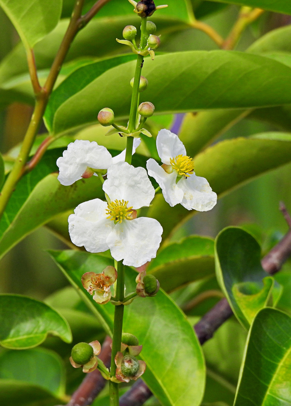 Duck Potato Plant, Aquatic Edible, Sagittaria latifolia, Wetland Water Garden, Arrow-Shaped Leaves