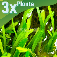 Dwarf Sagittaria Subulata