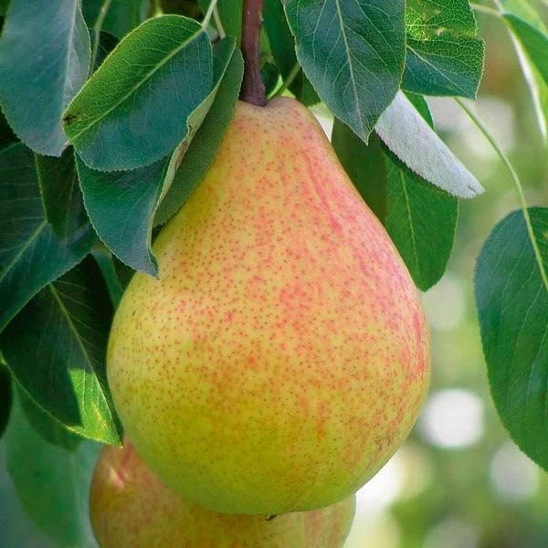 Live Ayers Sugar Pear Tree 1-2 Ft Bareroot Heirloom Cold Hardy Self-Pollinating Fruit Tree