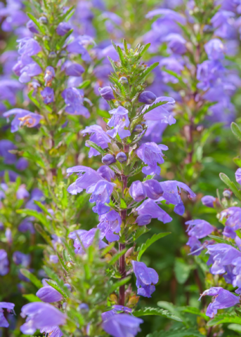 Moldavian Balm Herb Seeds Dracocephalum moldavica - Aromatic Blue-Purple Flowers, Minty Lemon Scent, Easy to Grow