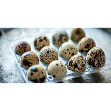 Fresh Quail Eggs for Cooking or Pets