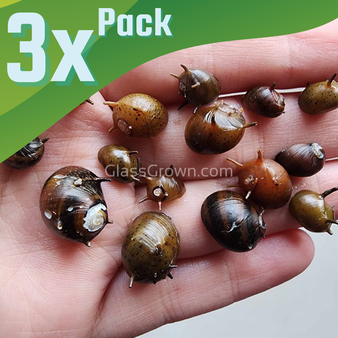 Three-Color Horned Nerite Snail 3 Pack