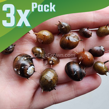 Three-Color Horned Nerite Snail 3 Pack