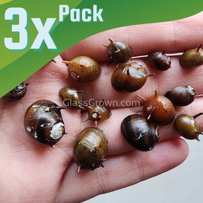 Three-Color Horned Nerite Snail 3 Pack