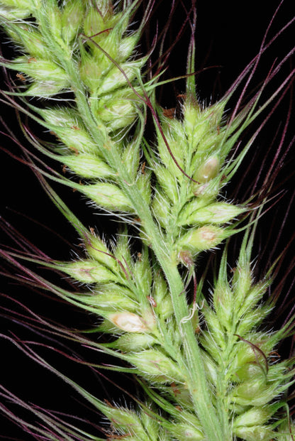 100 WALTER'S BARNYARD GRASS Wetland Ornamental Echinochloa Walteri Seeds