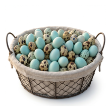 Lone Star Red, White and Blue Special Edition Quail Hatching Eggs 24-Count Premium Blue Egg Layer Assortment