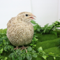 Egyptian Gold Quail Hatching Eggs