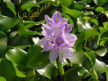 Water Hyacinth & Water Lettuce Floating Pond Plants - Medium - Healthy Aquatic Plants for Tanks and Ponds - Eichhornia crassipes & Pistia stratiotes