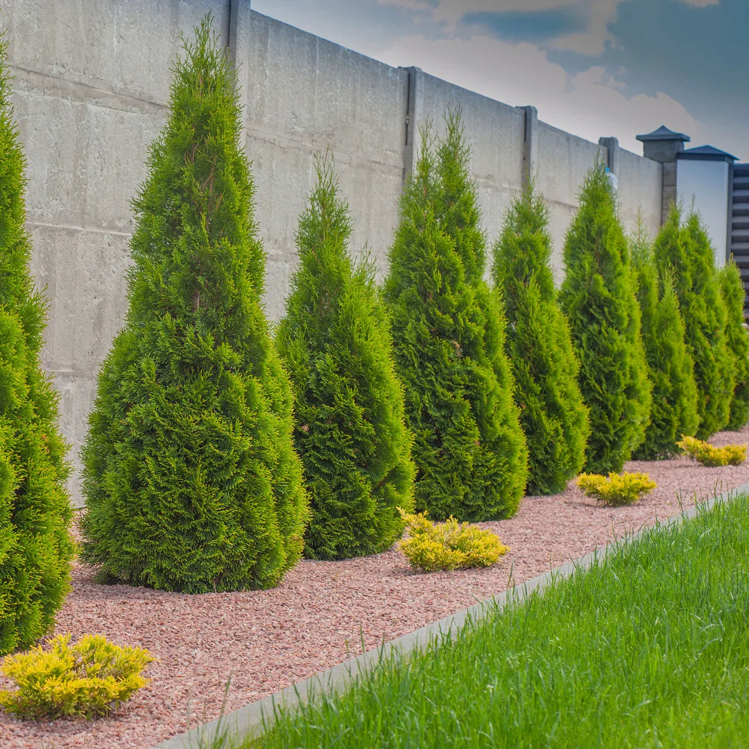 10 Arborvitae Emerald Green Cuttings – Thuja occidentalis ‘Smaragd’, Fresh Unrooted Shrub Clippings for Propagation, Evergreen Hedge