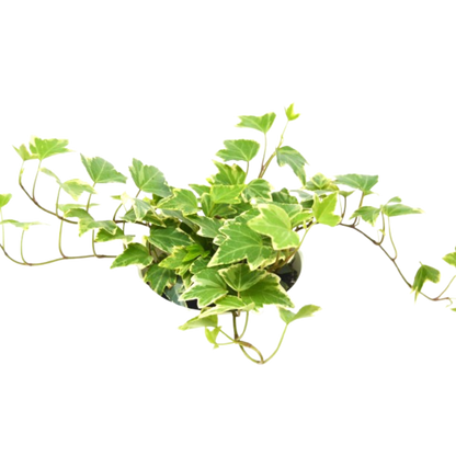 2 English Ivy Variety Pack - 4" Pot
