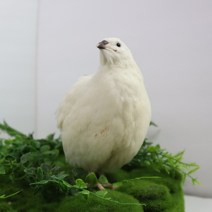 Fertile Hatching Mixed Jumbo Pharaoh Coturnix,Jumbo Italian, White,Brown Quail Hatching Eggs- Coturnix Quail Eggs for Sustainable Farming Hens Choice