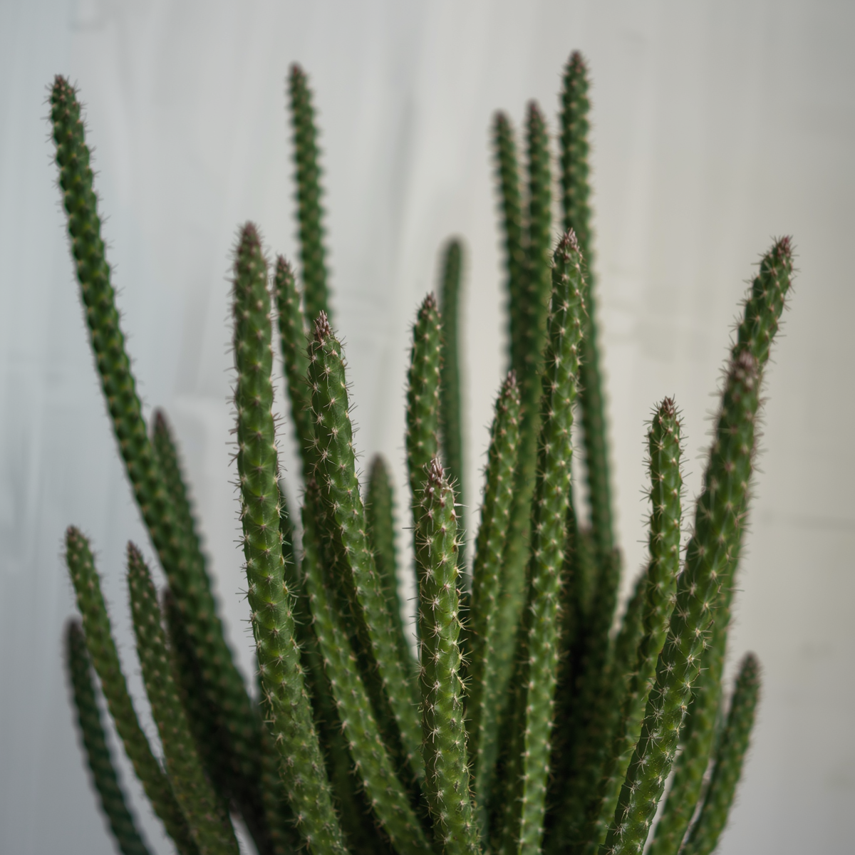 Euphorbia Tirucalli Cuttings - 10 Fire Stick Pencil Cactus - 5 Inch Succulent Plants for Indoor & Outdoor Gardening