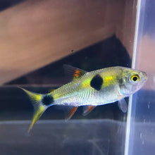 Bucktooth Tetra Exodon Paradoxus
