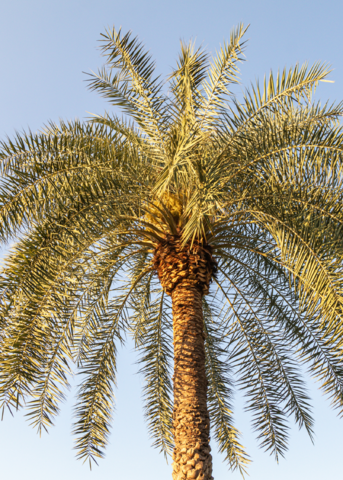 Sylvester Palm Tree, Tropical Phoenix sylvestris, Compact Date Palm, Silver-Blue Fronds, Salt & Drought Tolerant