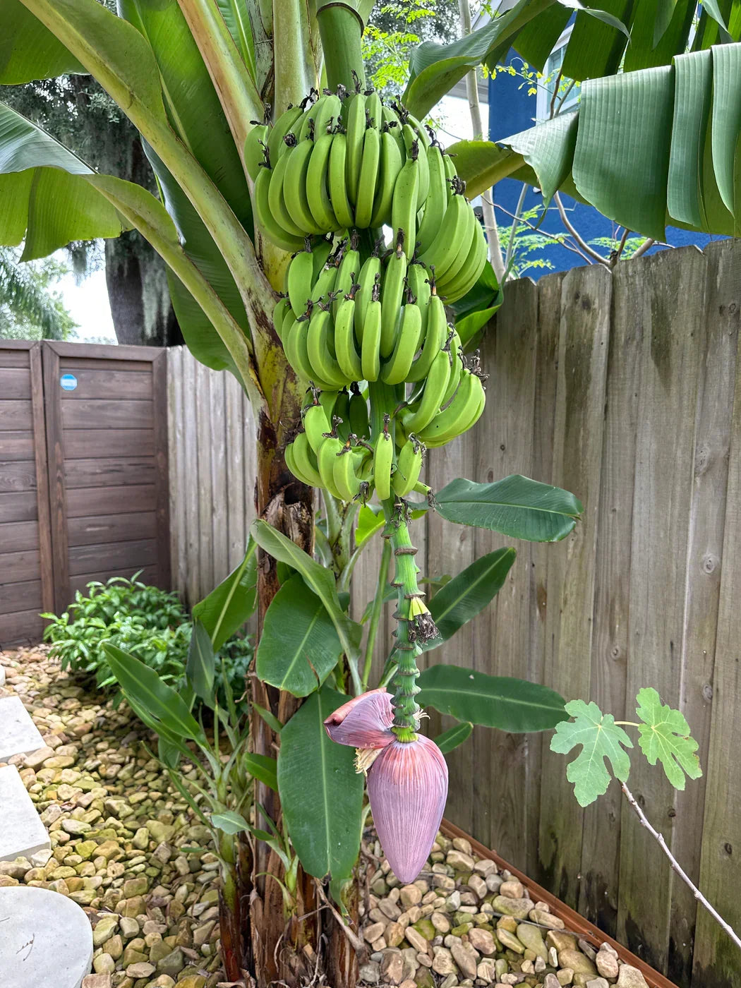 Dwarf Cavendish Banana Plant – Live Tropical Edible Fruit Tree – Compact Indoor/Outdoor Banana Tree – Fast Growing Musa acuminata