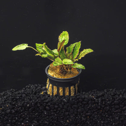 Cryptocoryne Wendtii (Red, Green, or Brown)