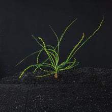 Crinum Calamistratum