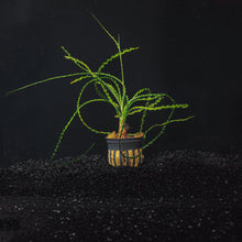 Crinum Calamistratum