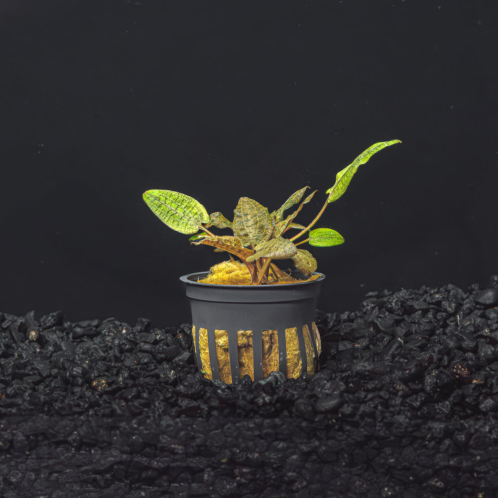 Cryptocoryne Wendtii (Red, Green, or Brown)