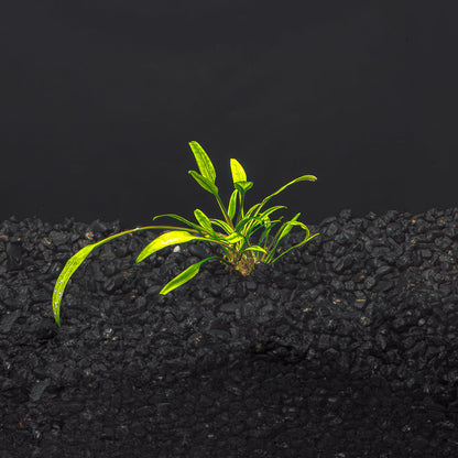 Cryptocoryne Lucen