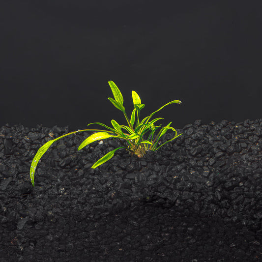 Cryptocoryne Lucen