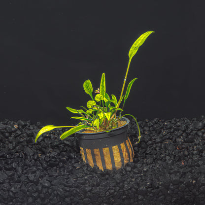 Cryptocoryne Lucen