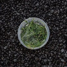 Java Moss | Vesicularia Dubyana