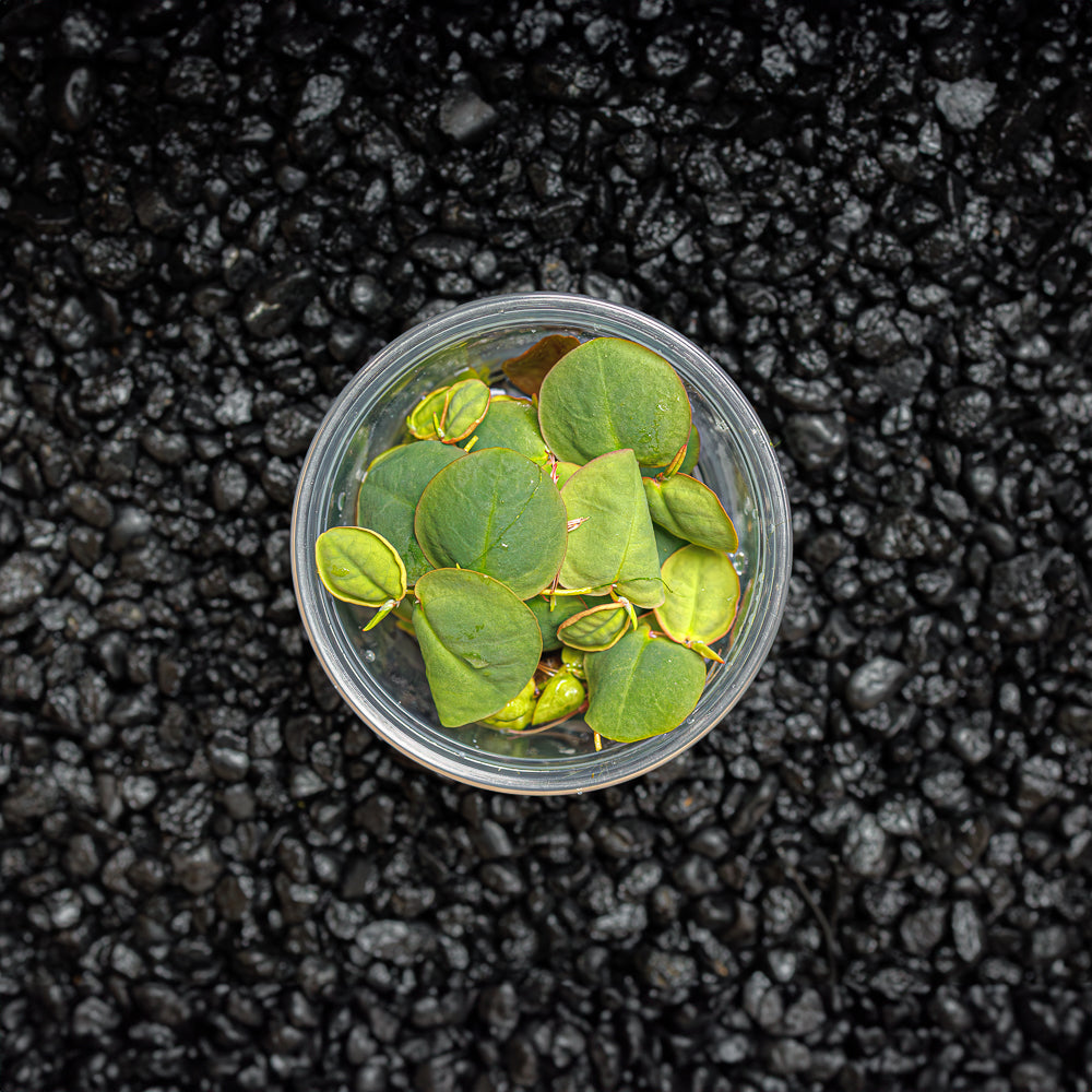 Red Root Floater | Phyllanthus Fluitans