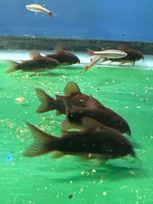 Black Venezuela Cory Catfish Corydoras Schultzei Tank Bred