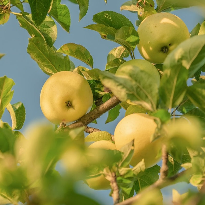 Golden Delicious Apple Tree Scions – Unrooted Grafting Cuttings for Propagation – Heirloom Sweet Fruit Variety