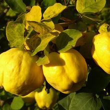 Quince Cuttings (Cydonia oblonga) 6–8 Inch Unrooted – For Rooting or Grafting, Organic Fruit Tree Scion Wood