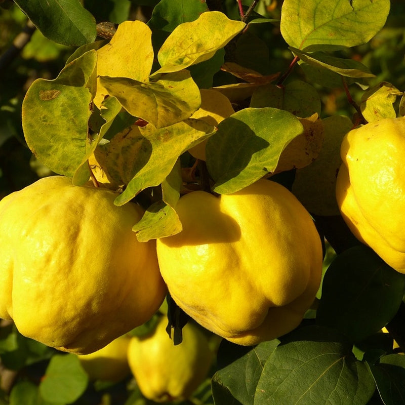 Organic Quince Cuttings 6-8 Inch Unrooted for Grafting & Propagation Cydonia oblonga