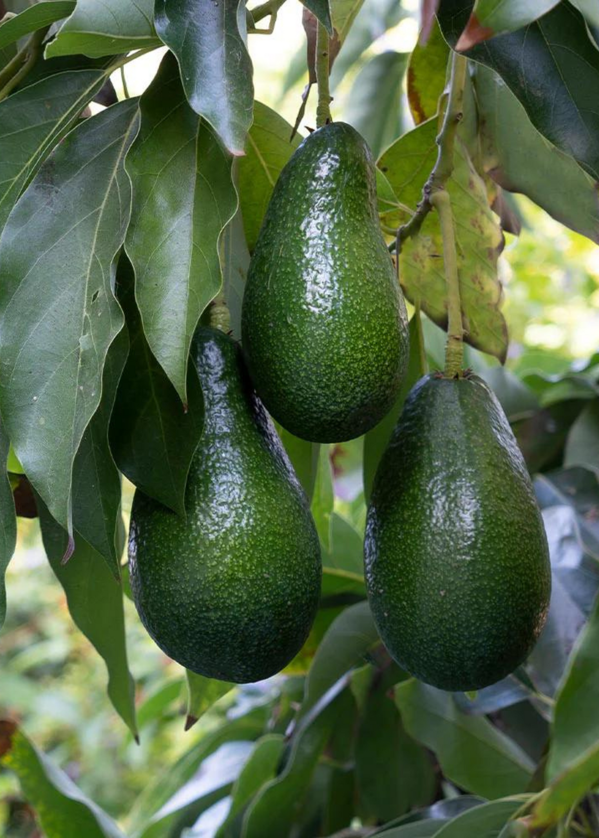Cold-Hardy Avocado 'Fantastic' with Creamy Fruit, Early Harvest, Persea americana