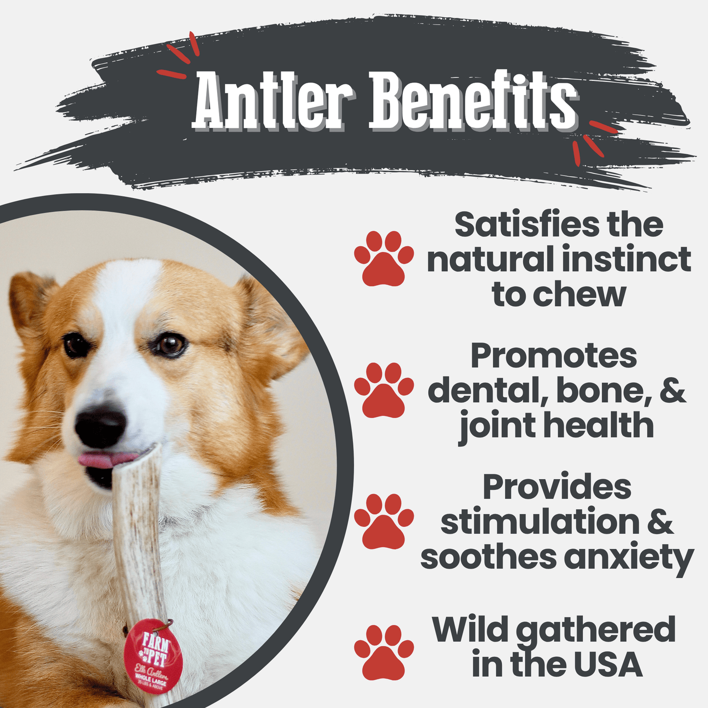 Elk Antler Dog Chews | All-Natural Whole and Split Elk Antler Chews for Dogs