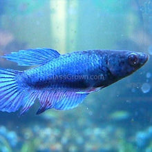 Female Betta Sorority 3 Pack