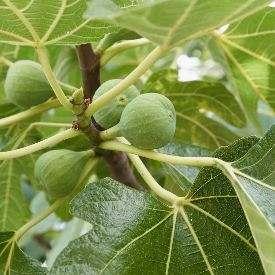 Italian Honey Fig Cuttings 6-8 Inch Unrooted Ficus carica for Rooting Grafting Organic