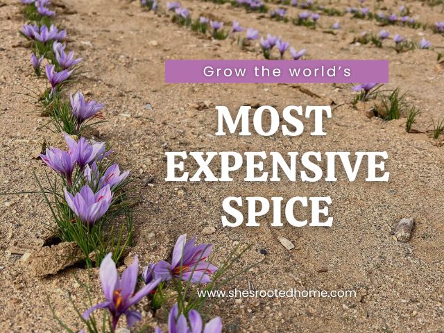 Try Saffron – 12 Large Corms